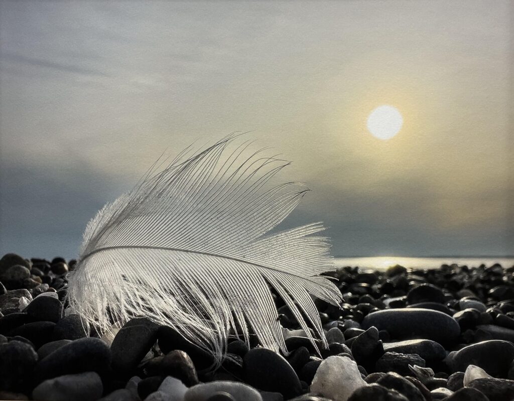 Photo of a feather in close up detail resting on a rocky beach with the sun in the background.
