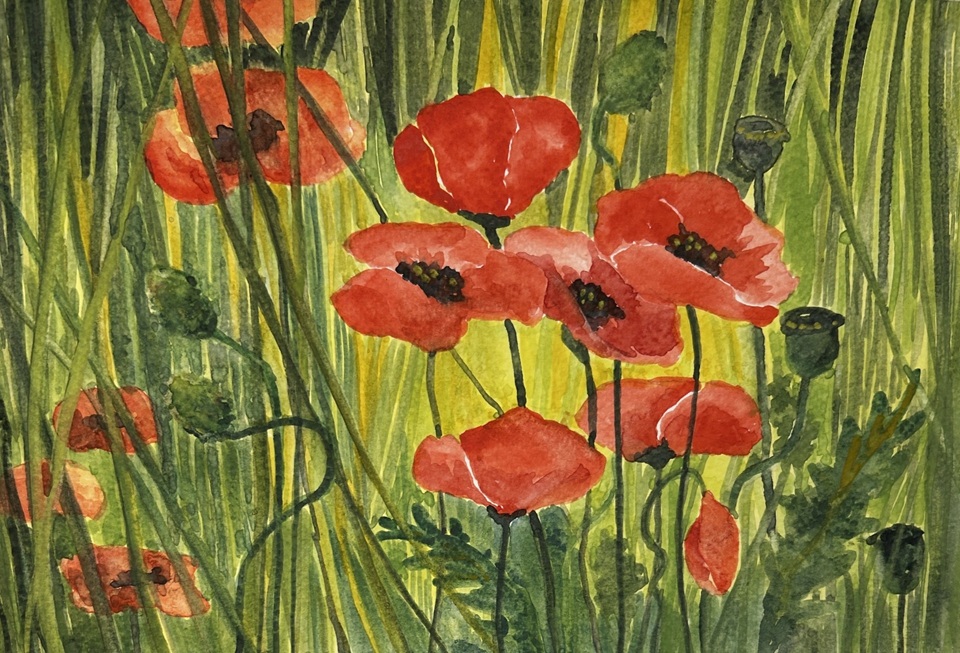 Watercolour painting of a grouping of poppies amongst green and yellow grasses.